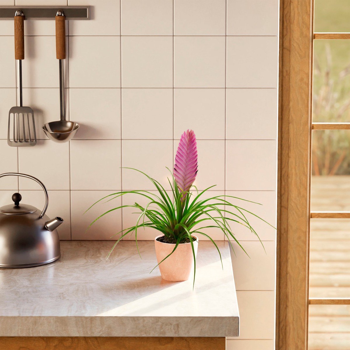 Tillandsia Summer SmallEcoPotEarlGrey