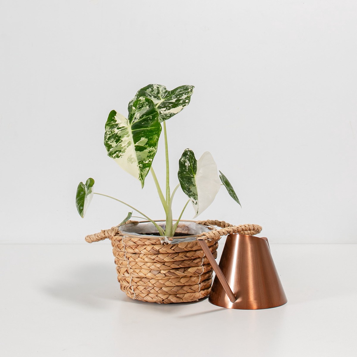 Variegated Alocasia Frydek SmallGrowerVaries