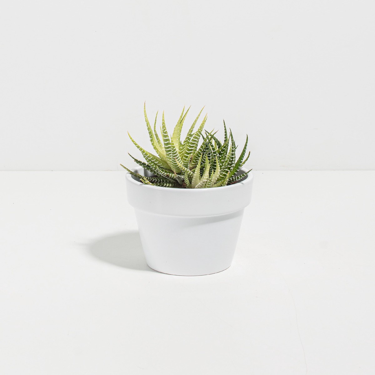 Variegated Zebra Haworthia Succulent SmallEcoPotEarlGrey