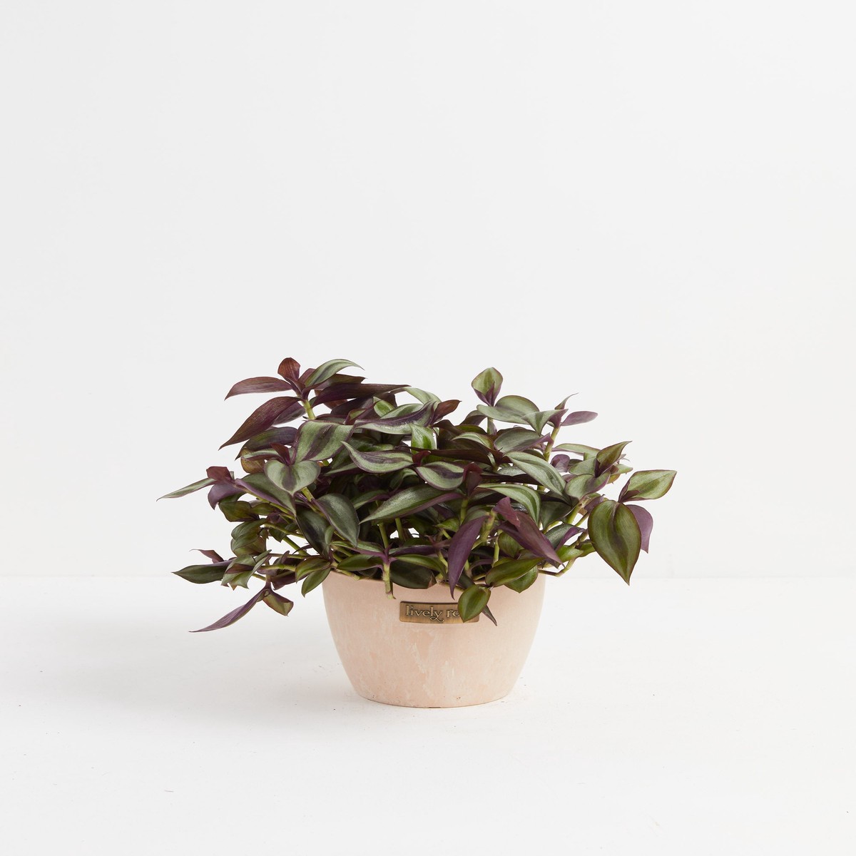 Wanderlust Tradescantia Zebrina MediumBasketsLight