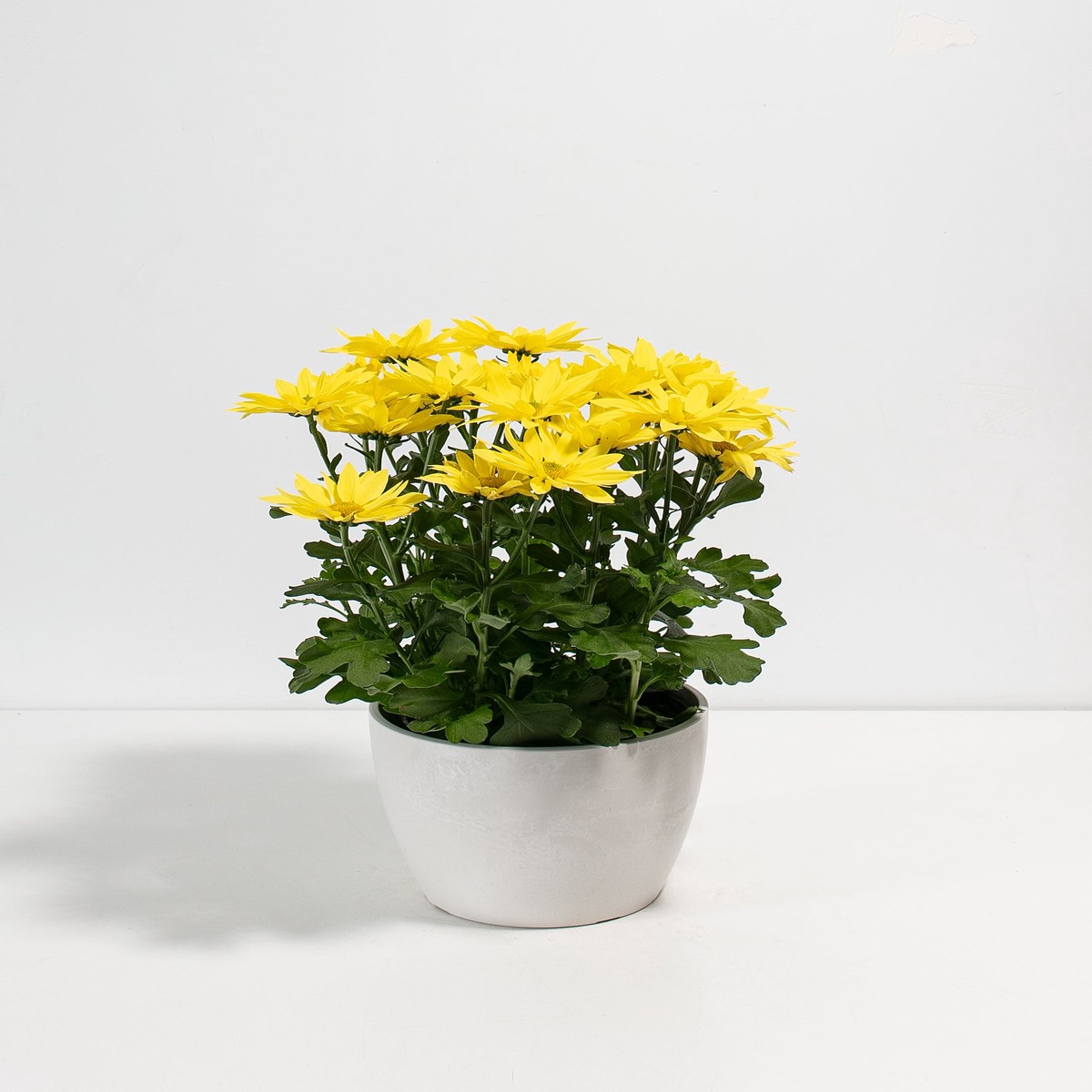 Yellow Chrysanthemum MediumGrowerVaries