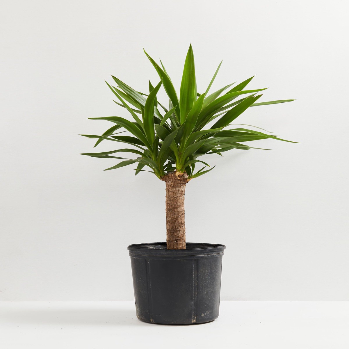 Yucca Cane Plant SmallEcoPotCoconut
