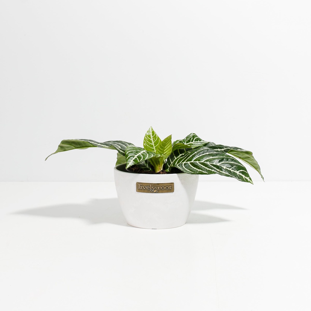 Zebra Plant (Aphelandra) SmallEcoPotEarlGrey