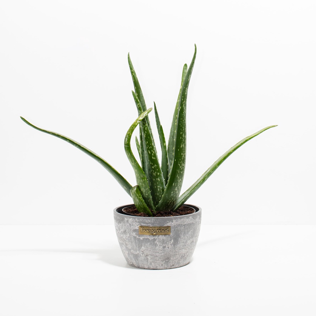 Aloe Vera Plant MediumEcoPotMacadamia