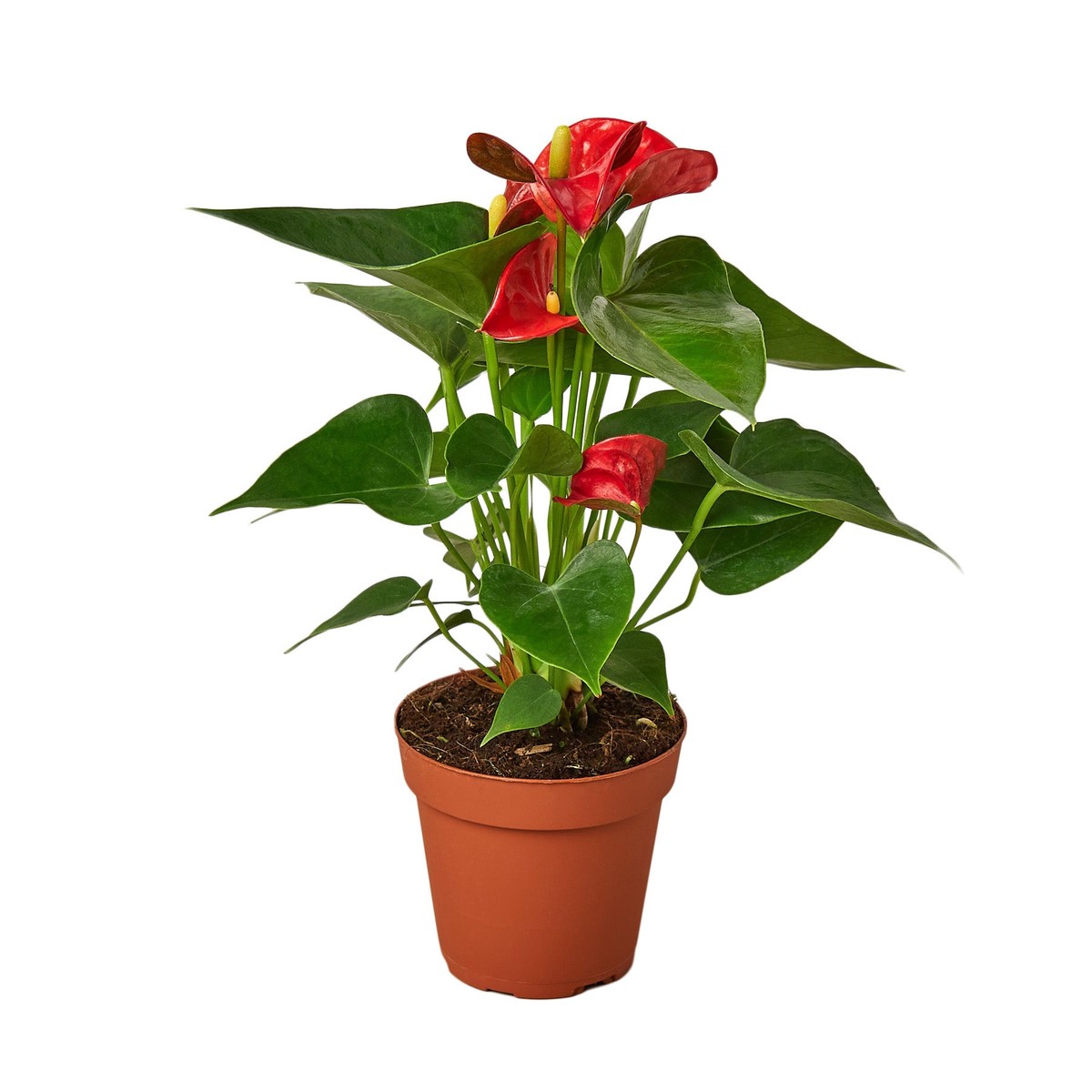 Anthurium Red 4PotWhiteCylinder