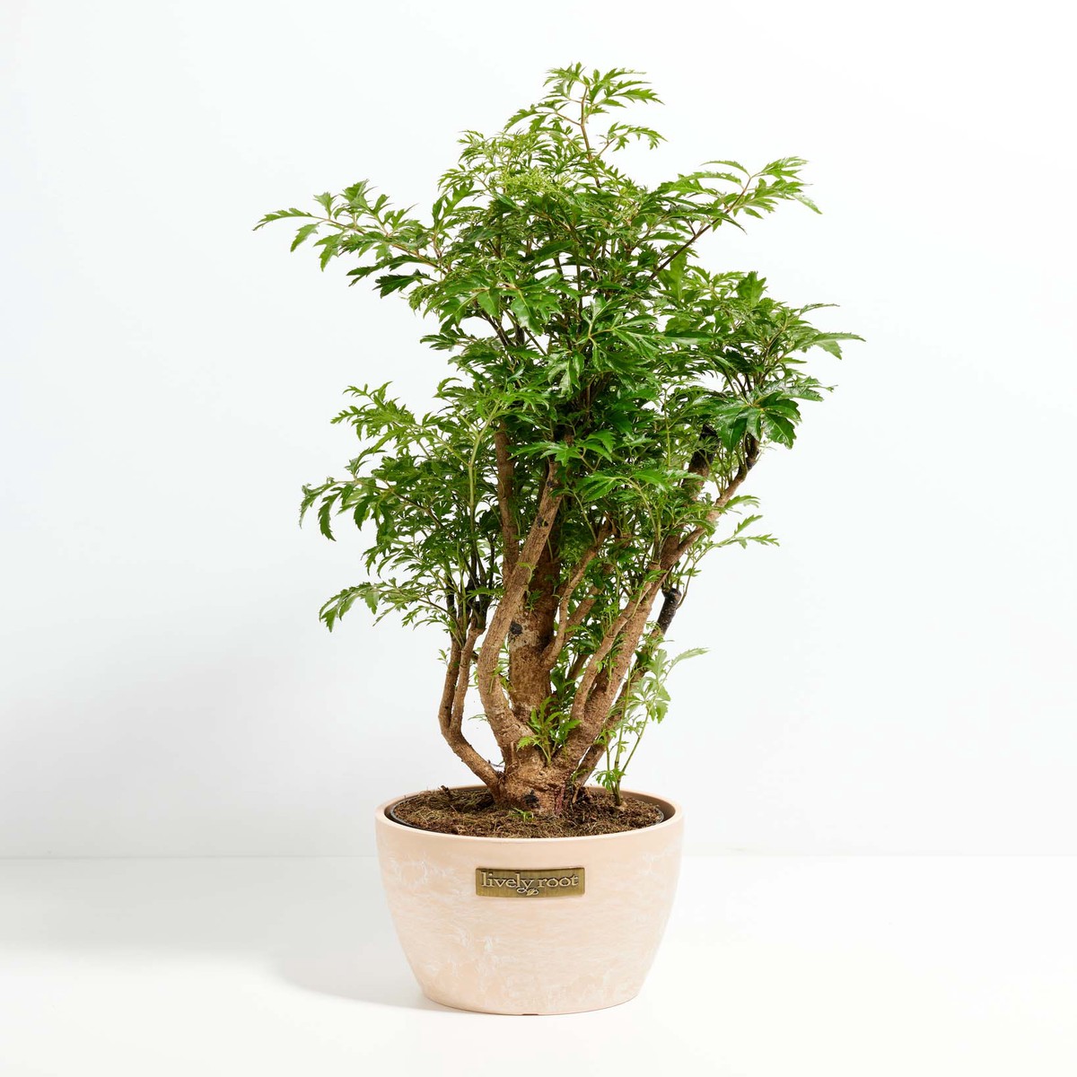 Aralia Ming Stump LargeBasketsLight