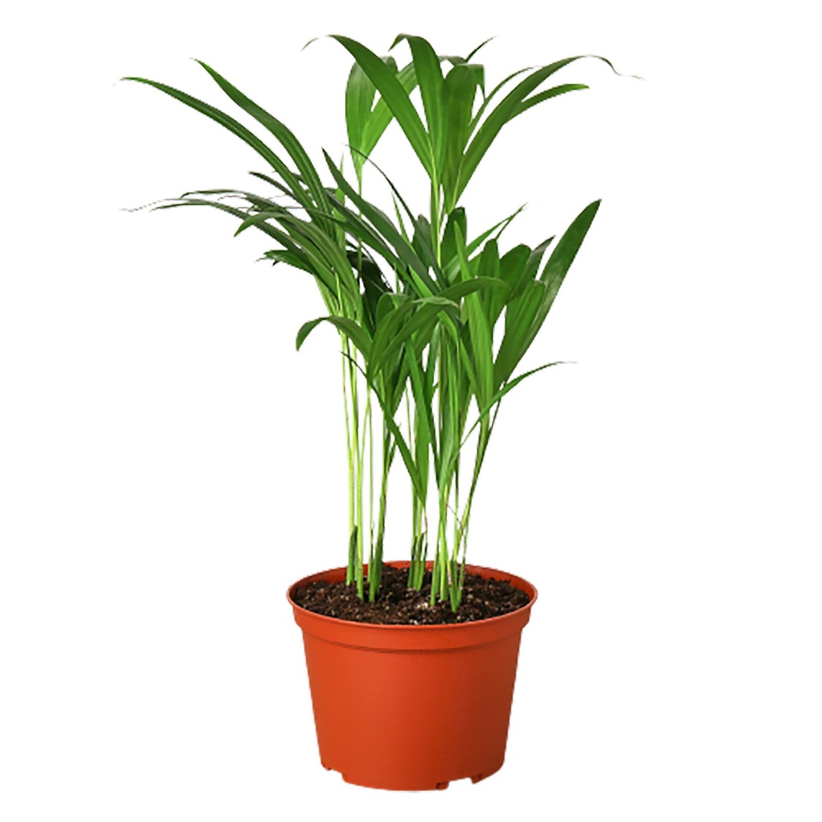 Areca Palm 4Pot