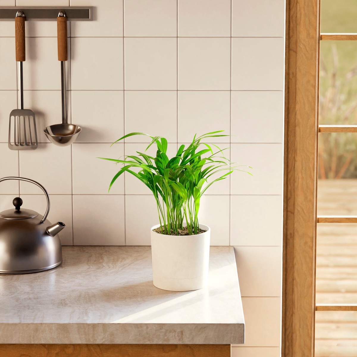 Areca Palm Indoor Tree ExtraLargeGrowerVaries