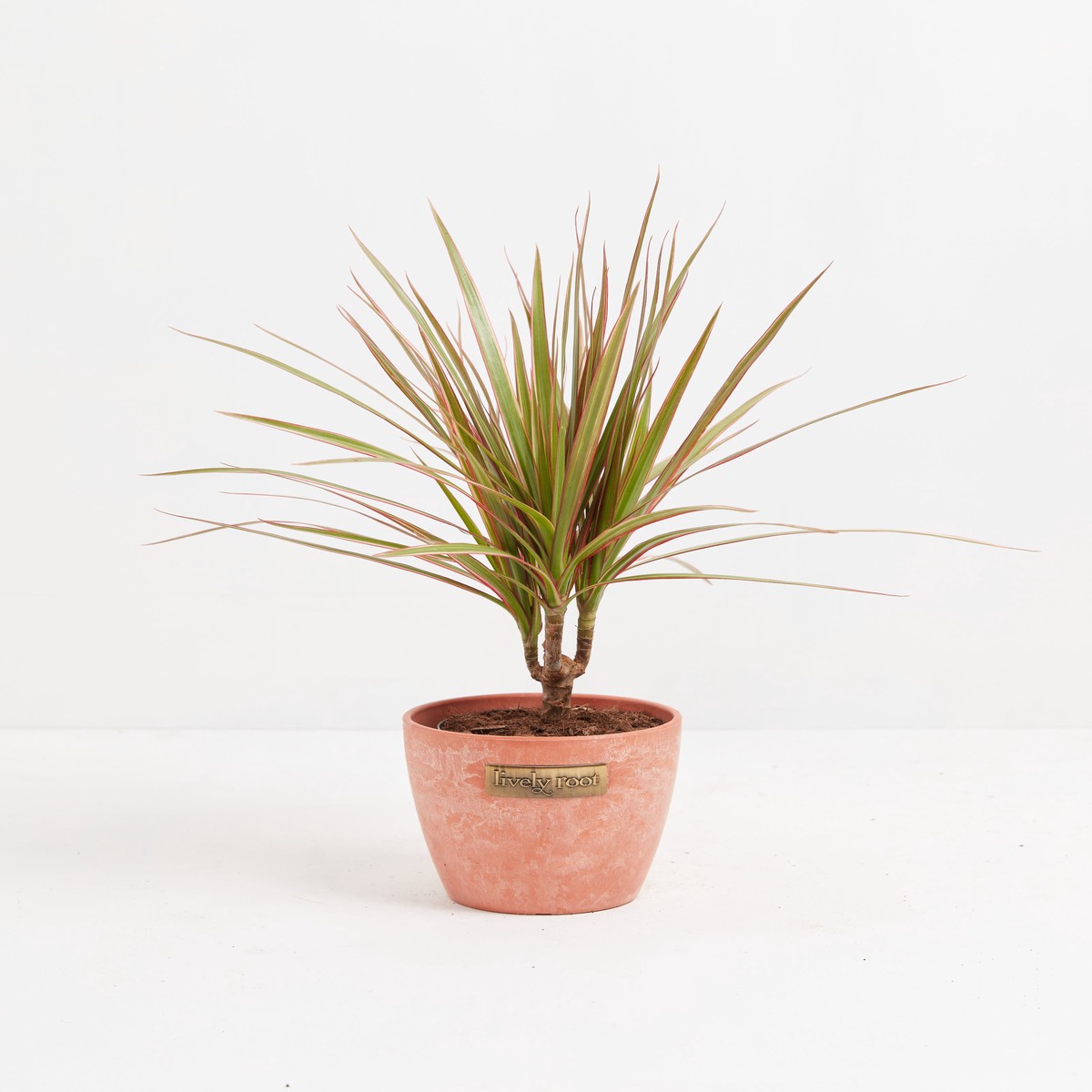 Bicolor Cane Dragon Tree (Dracaena) SmallGrowerVaries