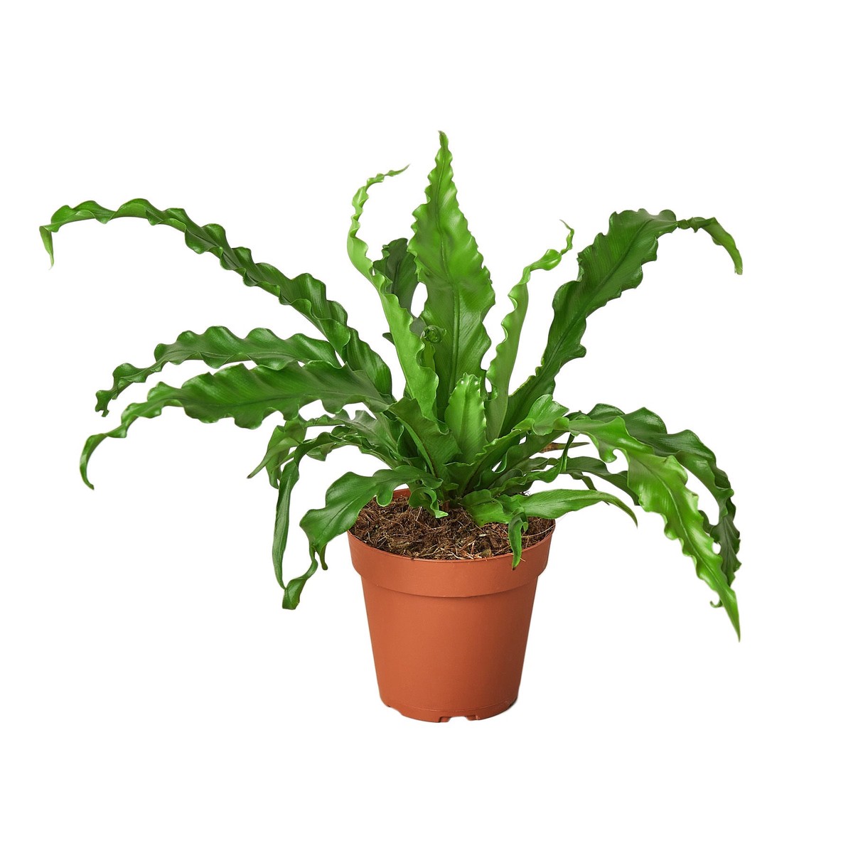 Bird S Nest Victoria Fern 4Pot