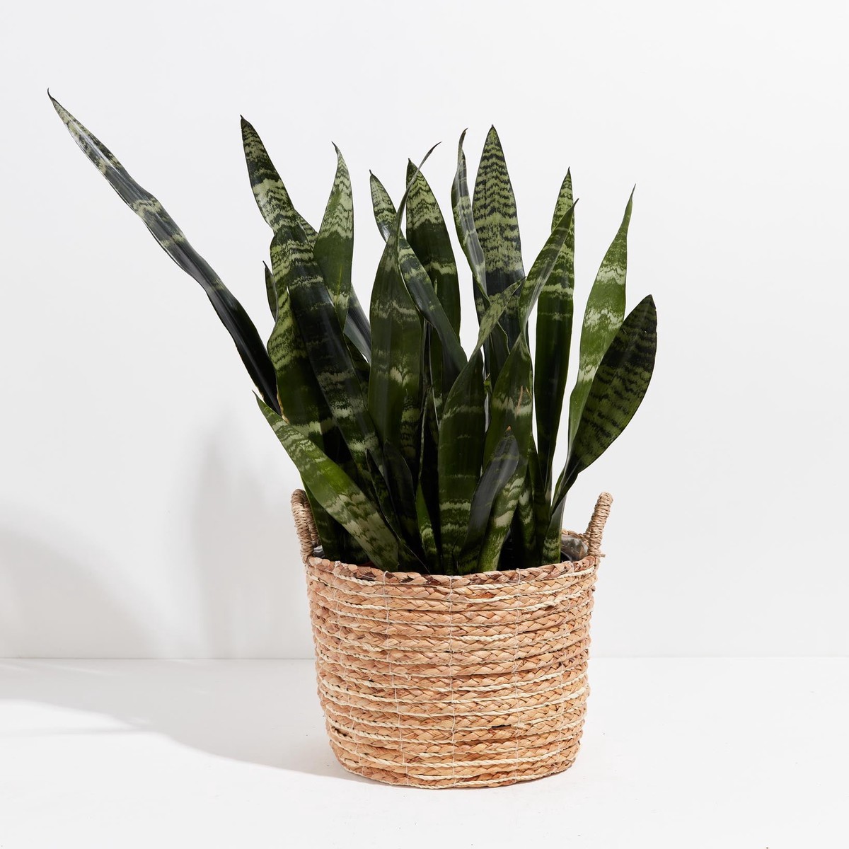 Black Coral Snake Plant ExtraLargeEcoPotChai