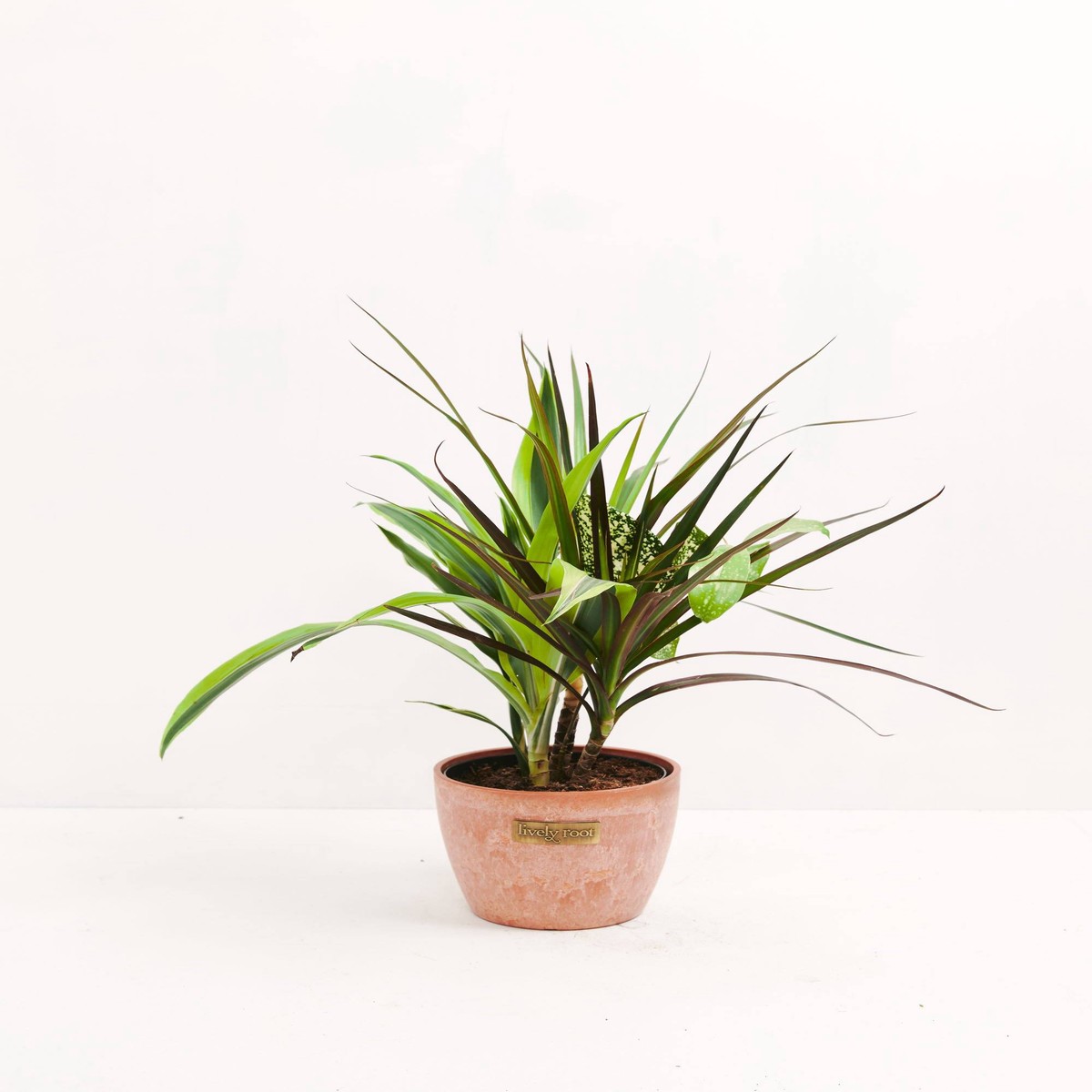 Black Leaf Dragon Tree Collection (Dracaena) MediumBasketsLight