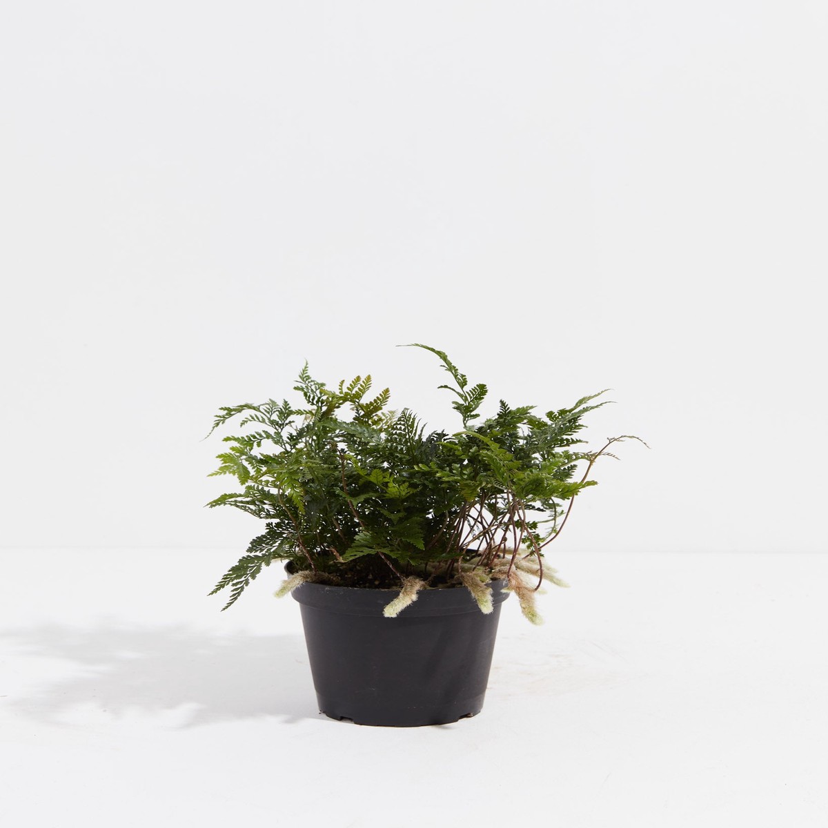 Black Rabbit Foot Fern MediumEcoPotEarlGrey