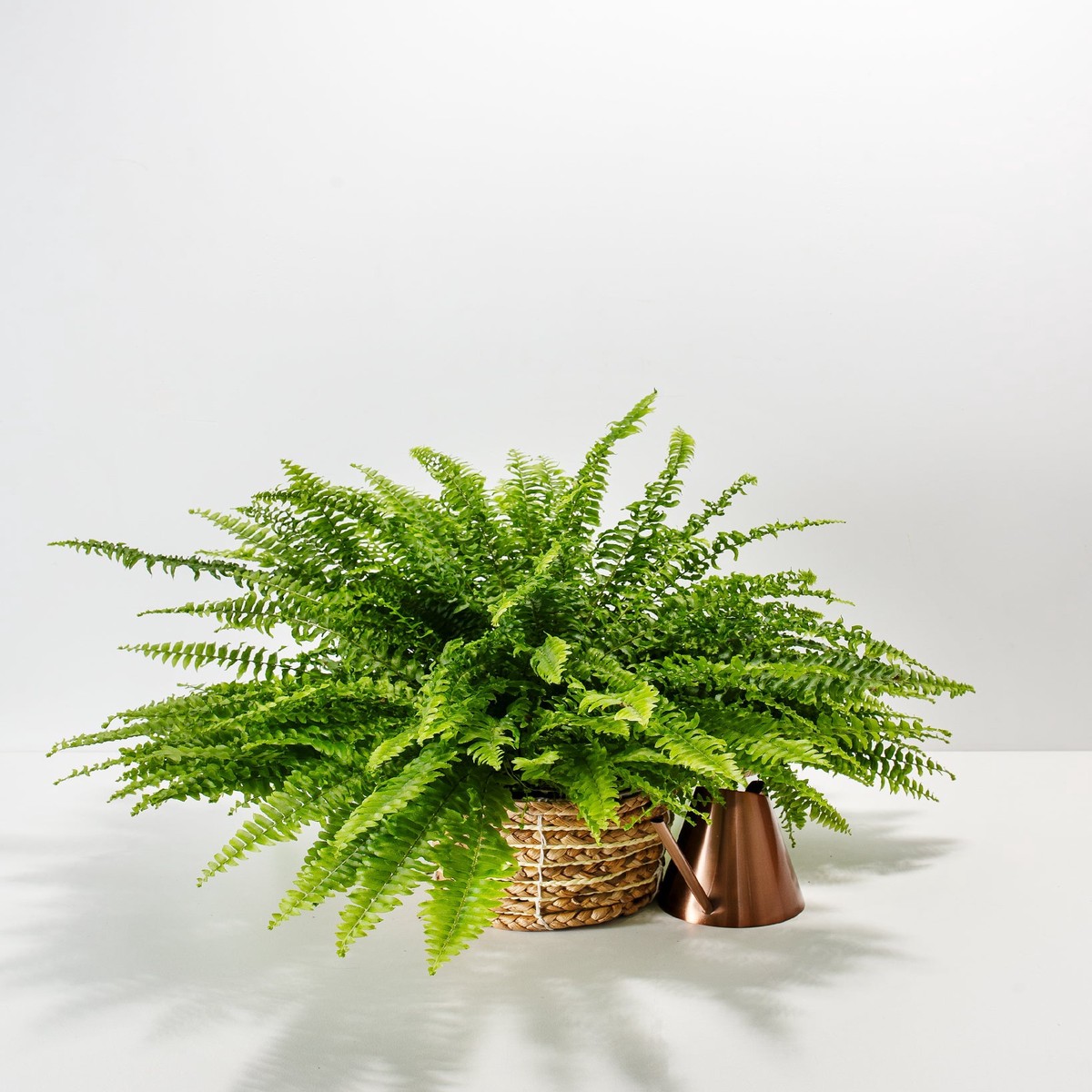 Boston Fern Plant MediumGrowerVaries