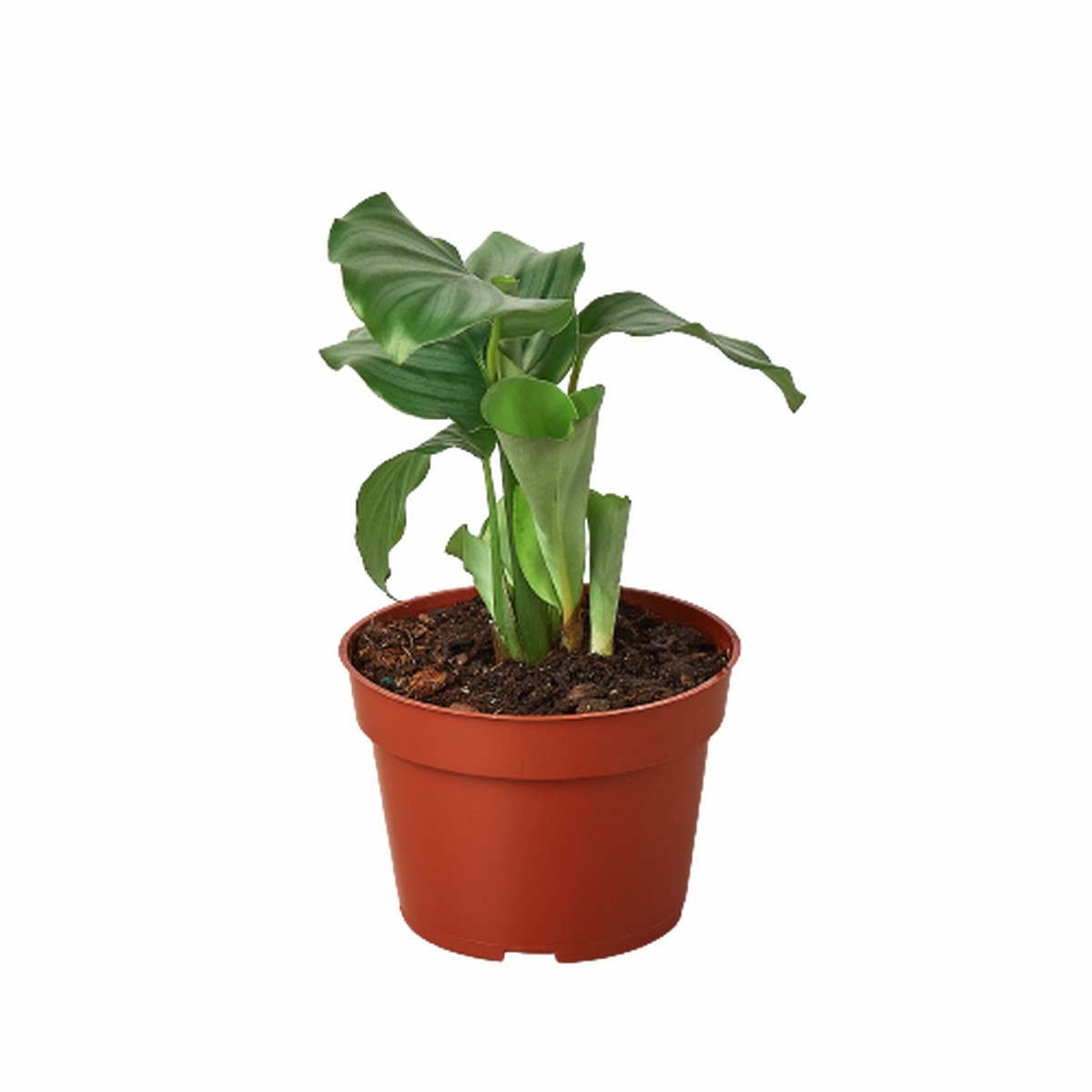 Calathea Orbifolia 4Pot