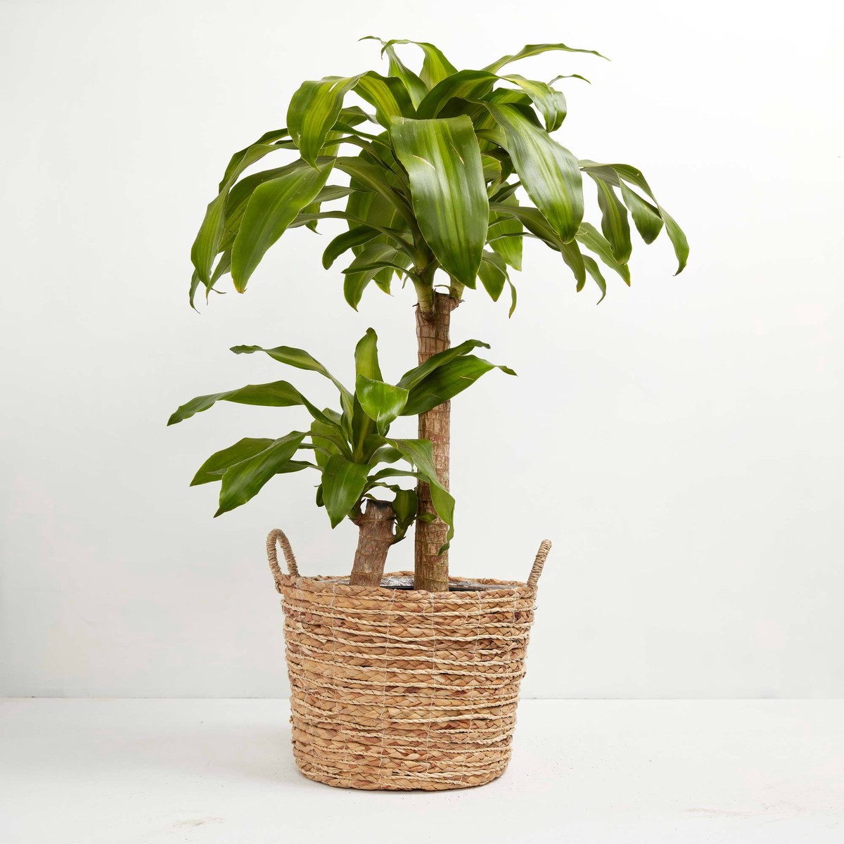 Cane Massangeana Dragon Plant (Dracaena) MediumBasketsLight