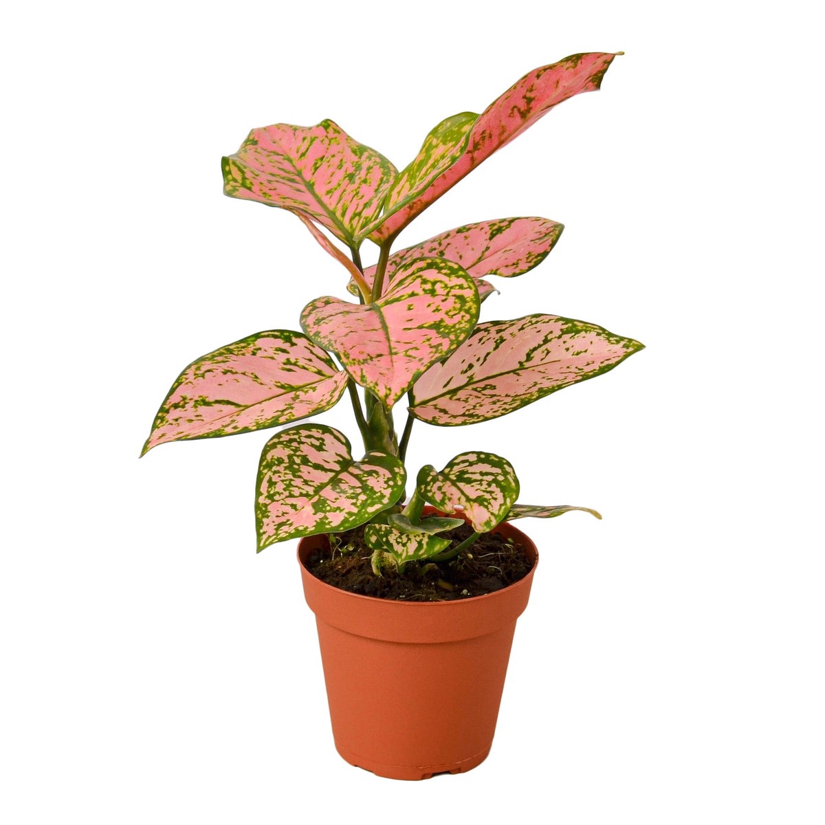 Chinese Evergreen Lady Valentine 2Pot