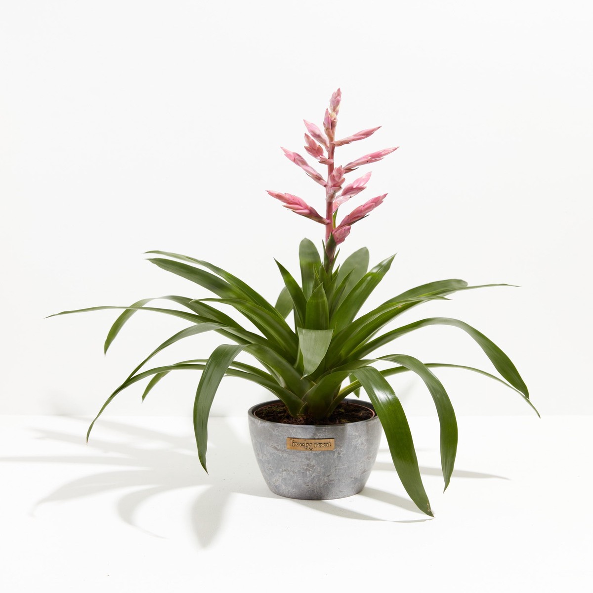Claire Guzmania Bromeliad MediumEcoPotMacadamia