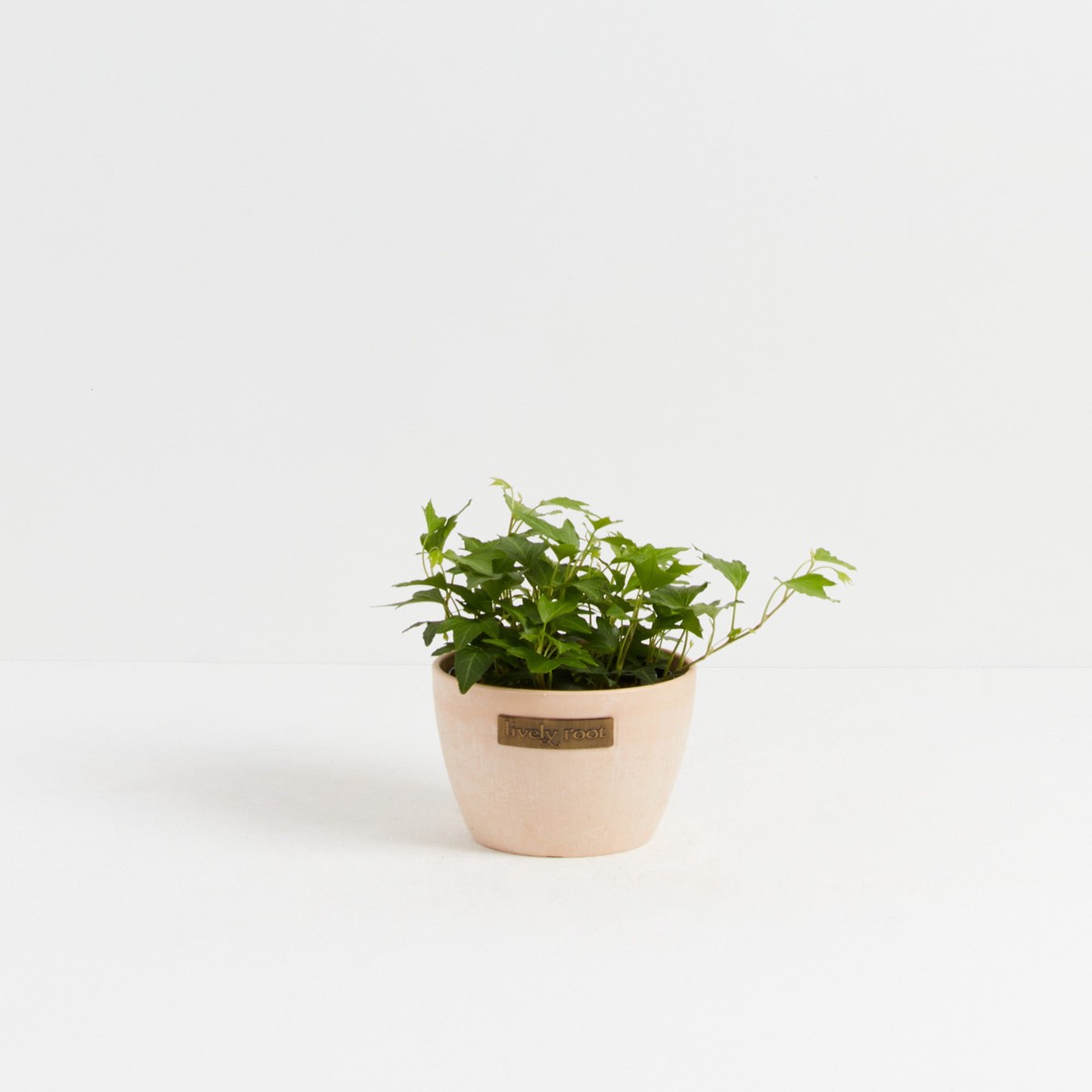 Clover Leaf Ivy SmallEcoPotChai