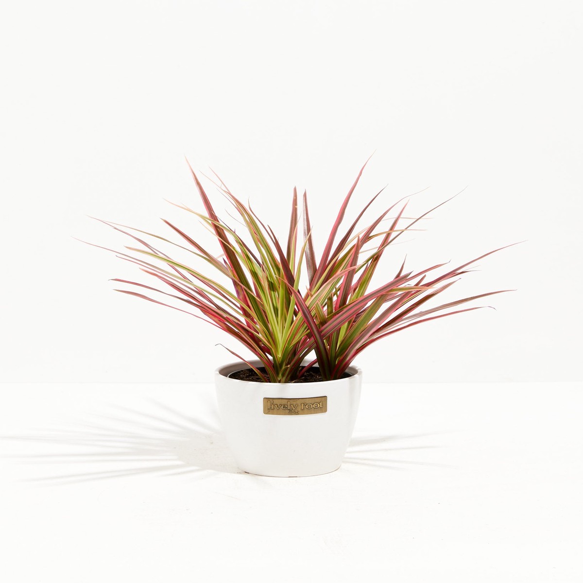 Colorama Cane Dragon Plant (Dracaena) SmallGrowerVaries