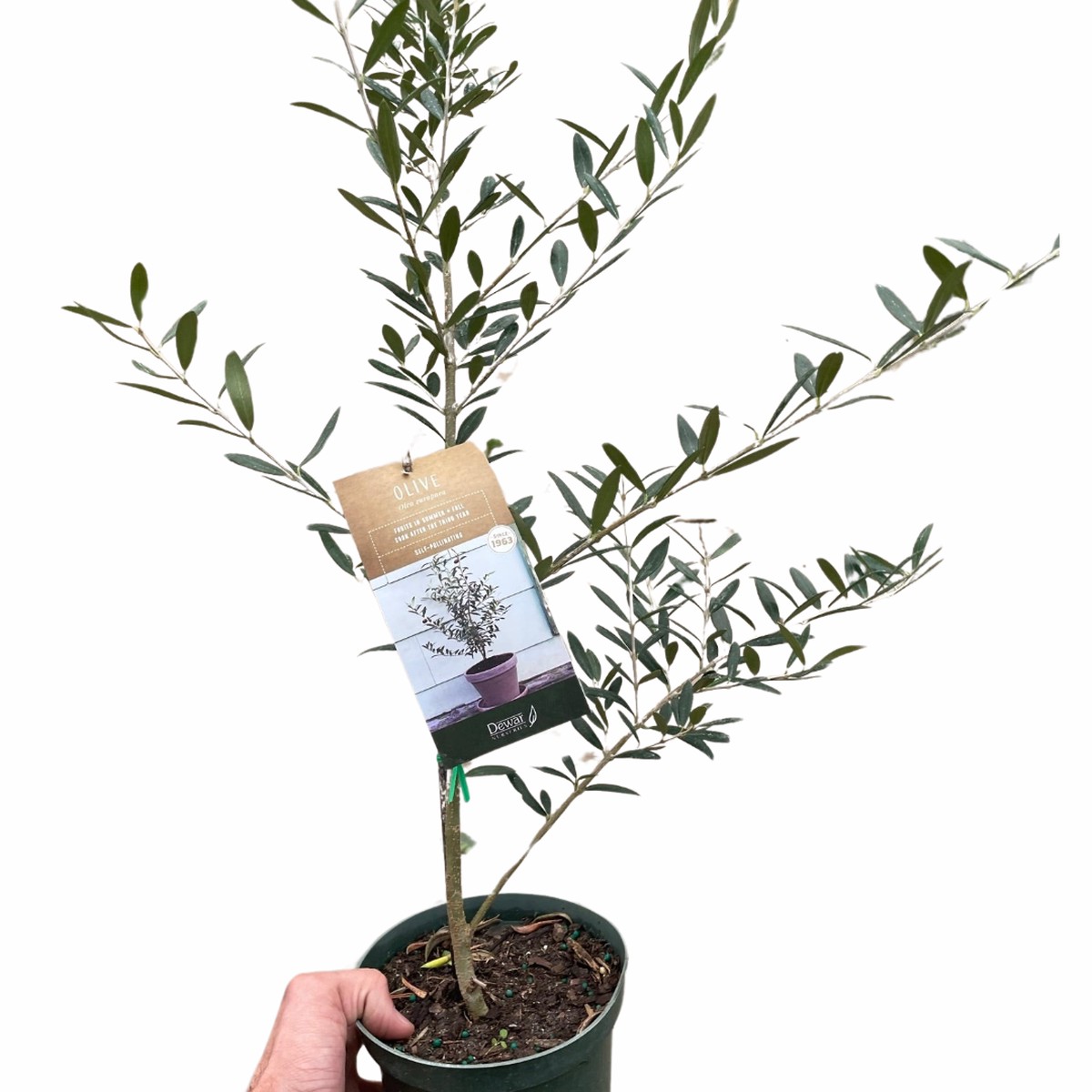 Common Olive Tree Olea Europaea 4Pot