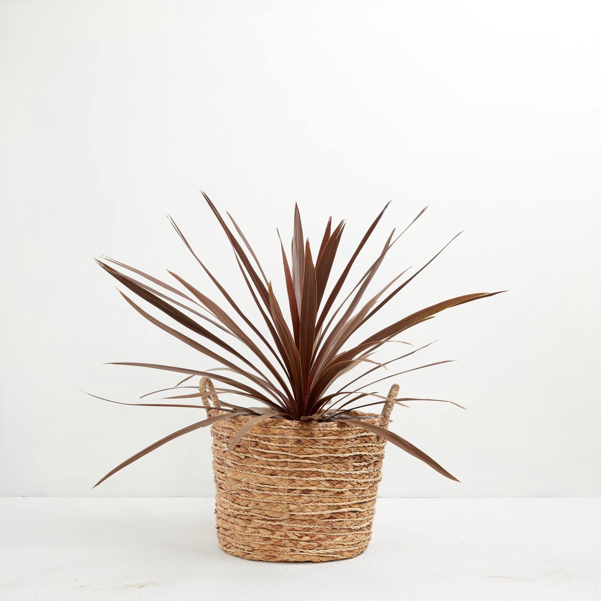 Cordyline Australis Red Sensation ExtraLargeGrowerVaries
