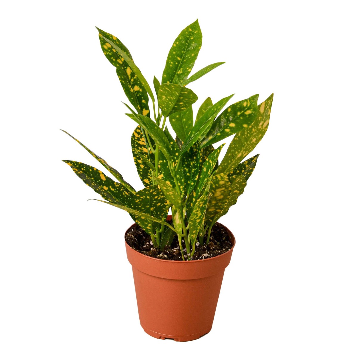 Croton Gold Dust 6Pot