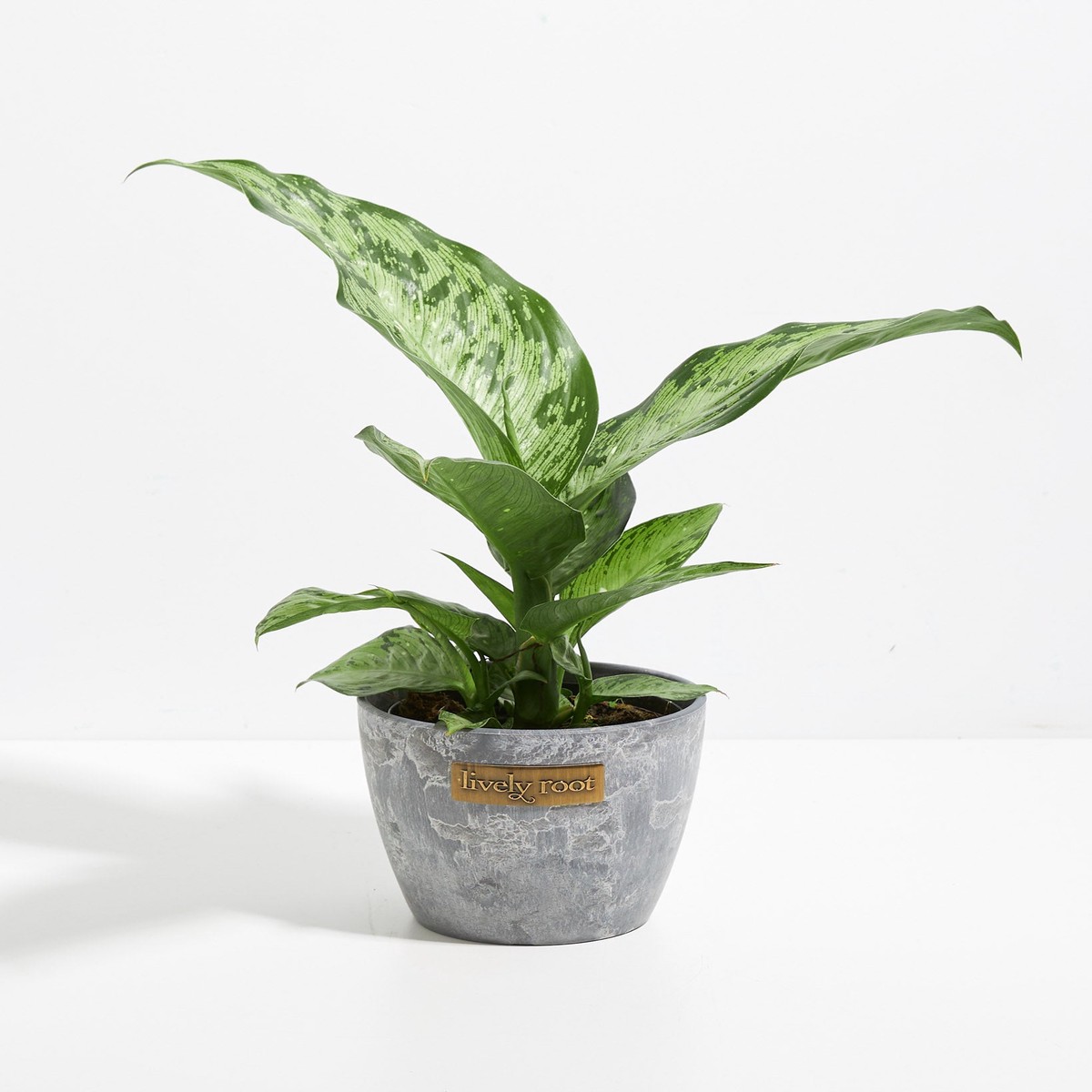 Dieffenbachia Memoria Corsii SmallEcoPotChai