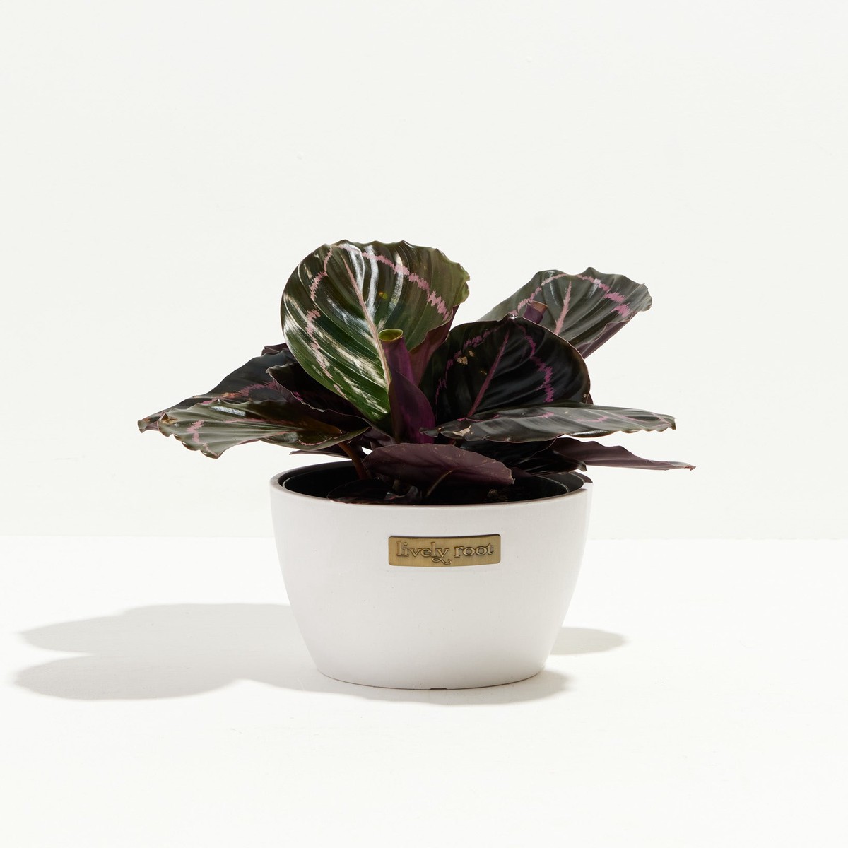 Dottie Prayer Plant (Calathea) MediumEcoPotMacadamia
