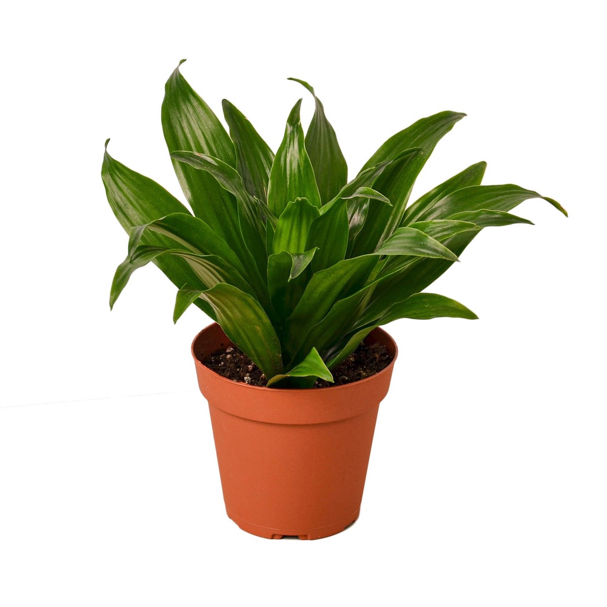 Dracaena Janet Craig 3Pot
