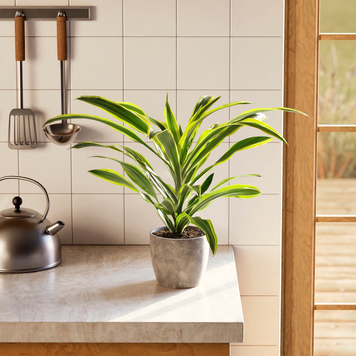 Dracaena Lemon Lime LargeGrowerVaries