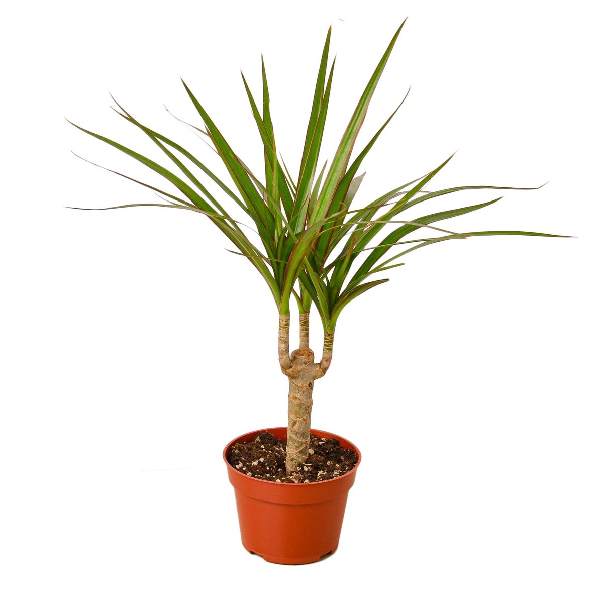 Dracaena Marginata Cane 6PotNurseryPot