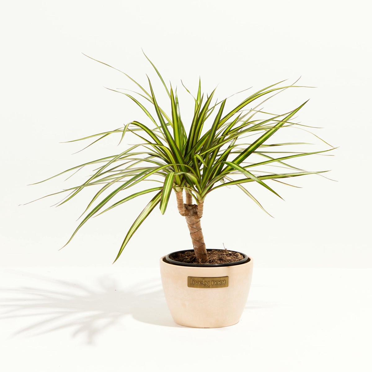 Dracaena Ray Of Sunshine SmallEcoPotCoconut