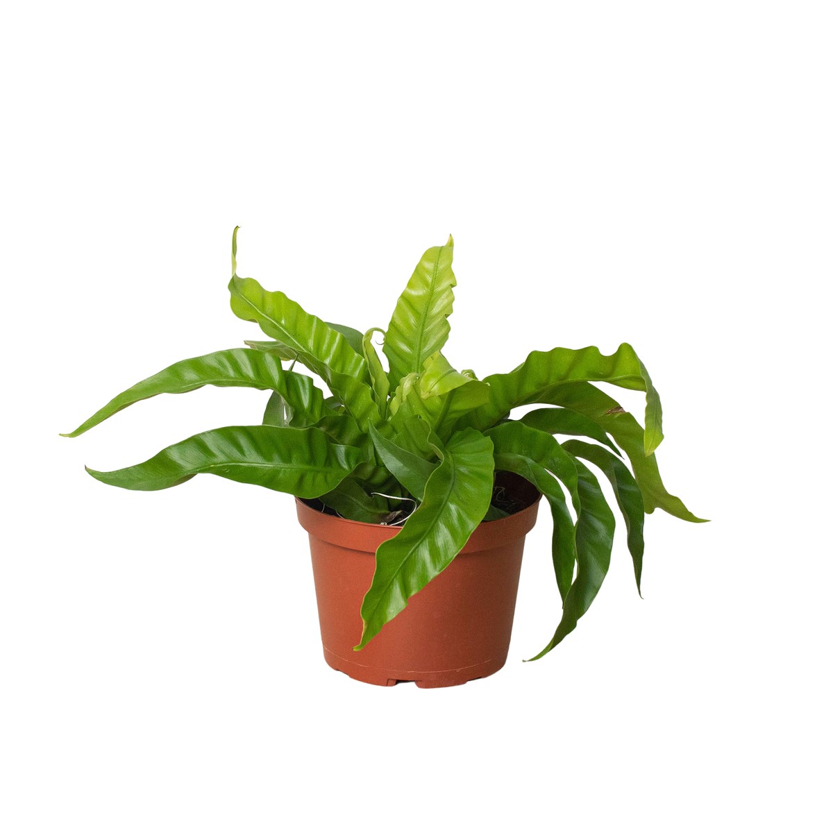 Fern Birds Nest Hurricane 2Pot