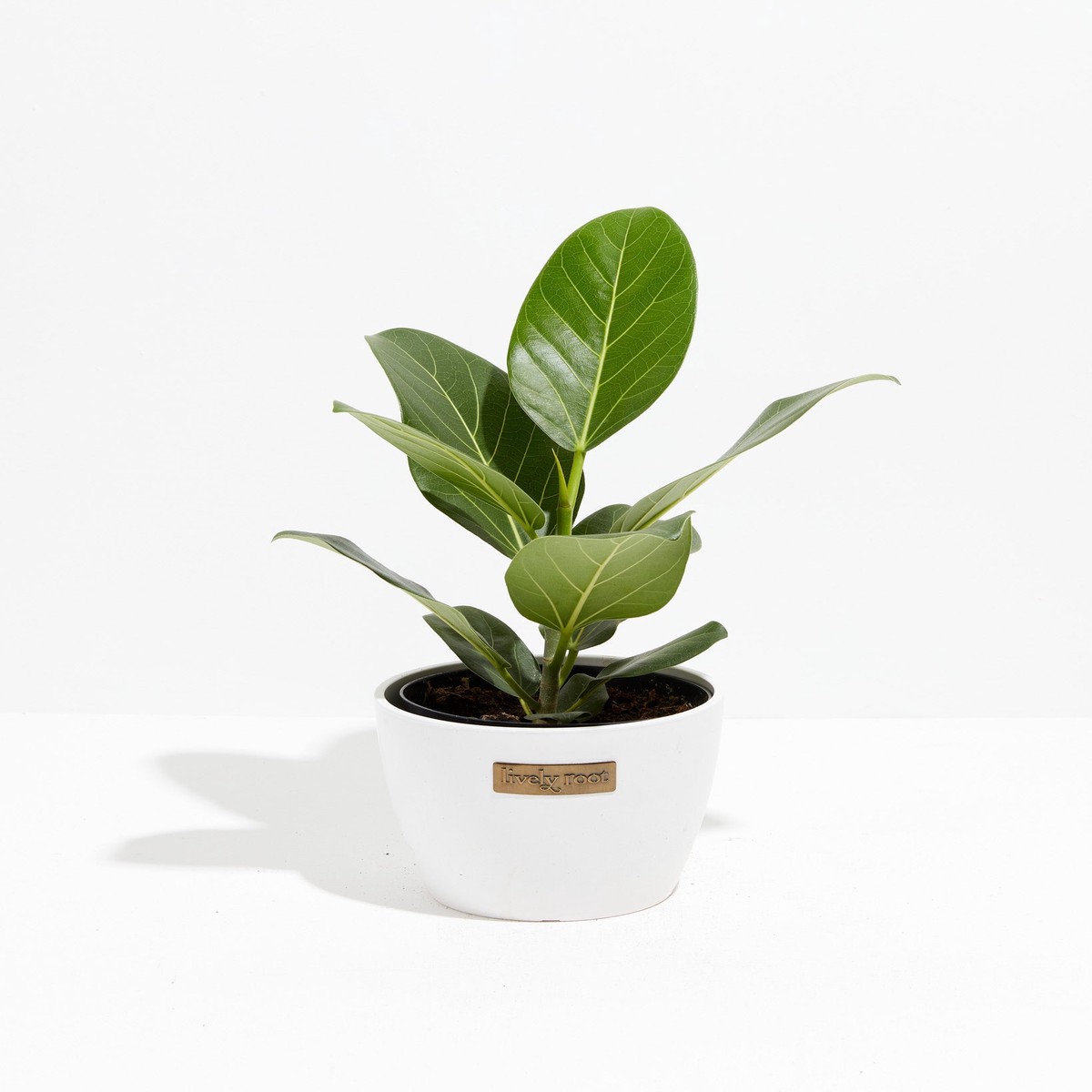 Ficus Audrey LargeEcoPotCoconut