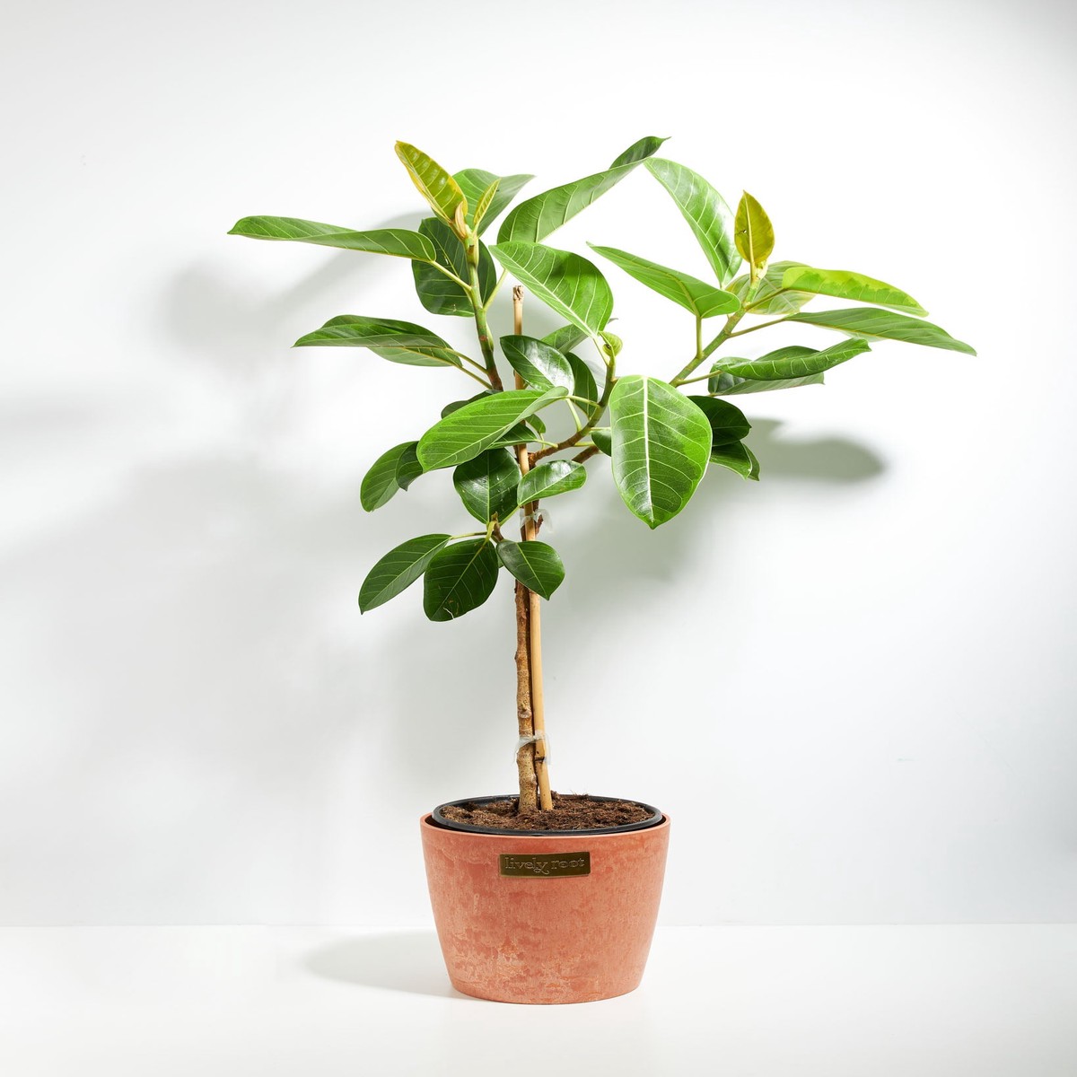 Ficus Yellow Gem Column MediumEcoPotMacadamia