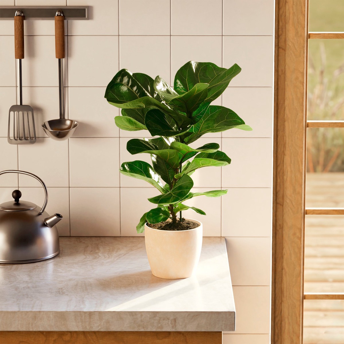 Fiddle Leaf Fig Tree (Ficus Lyrata) MediumGrowerVaries