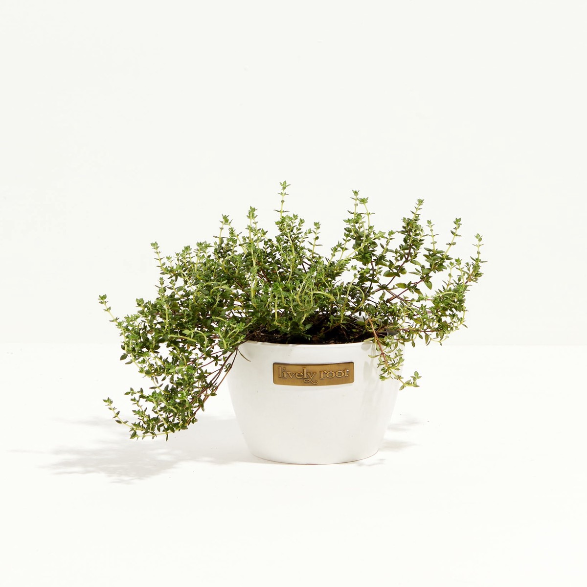 French Thyme SmallEcoPotEarlGrey