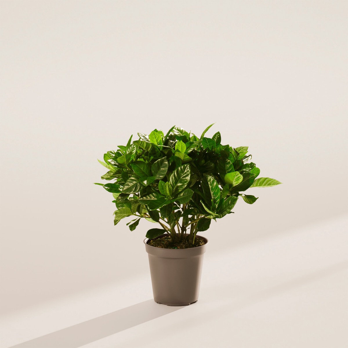 Gardenia Veitchii (Everblooming Gardenia) SmallEcoPotChai