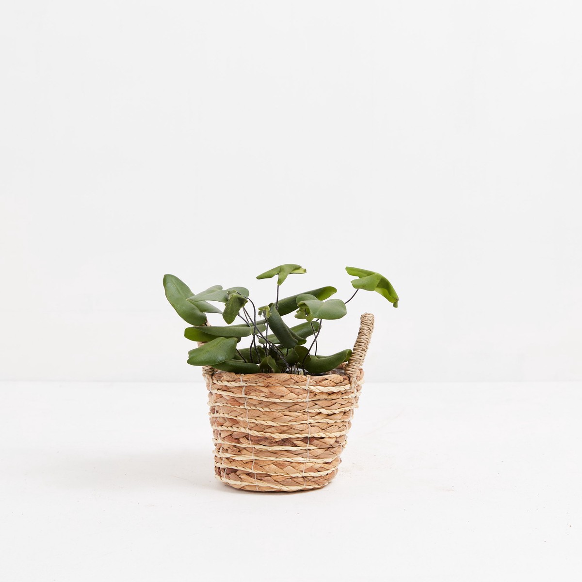Heart Leaf Fern SmallEcoPotChai