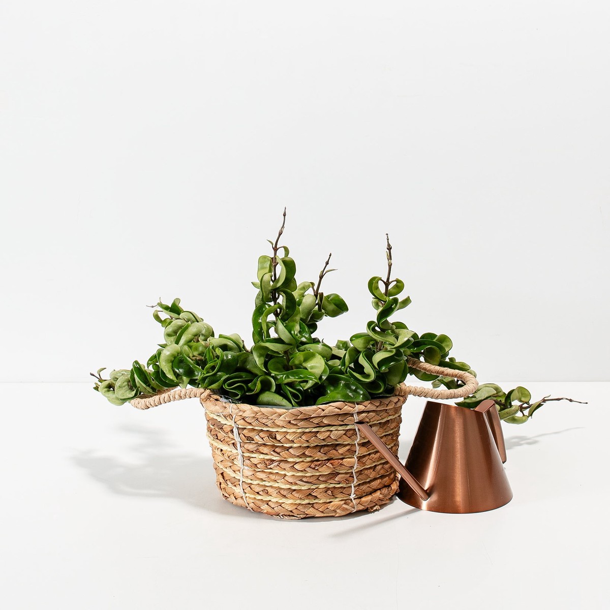 Hindu Hoya Rope Plant MediumEcoPotChai