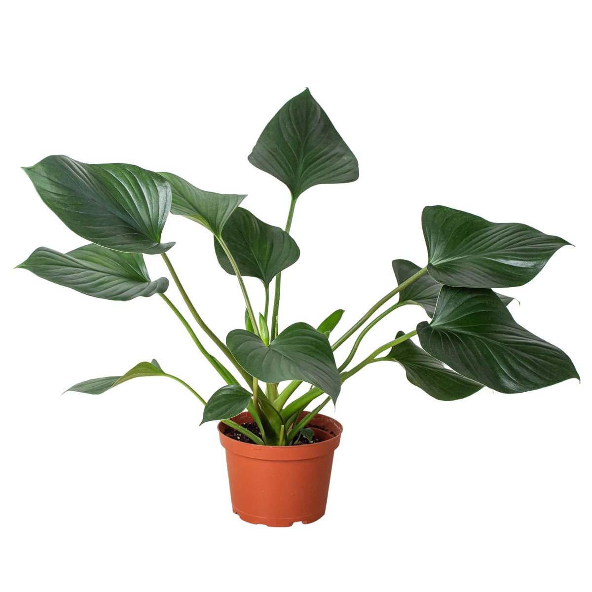 Homalomena Emerald Gem 6Pot