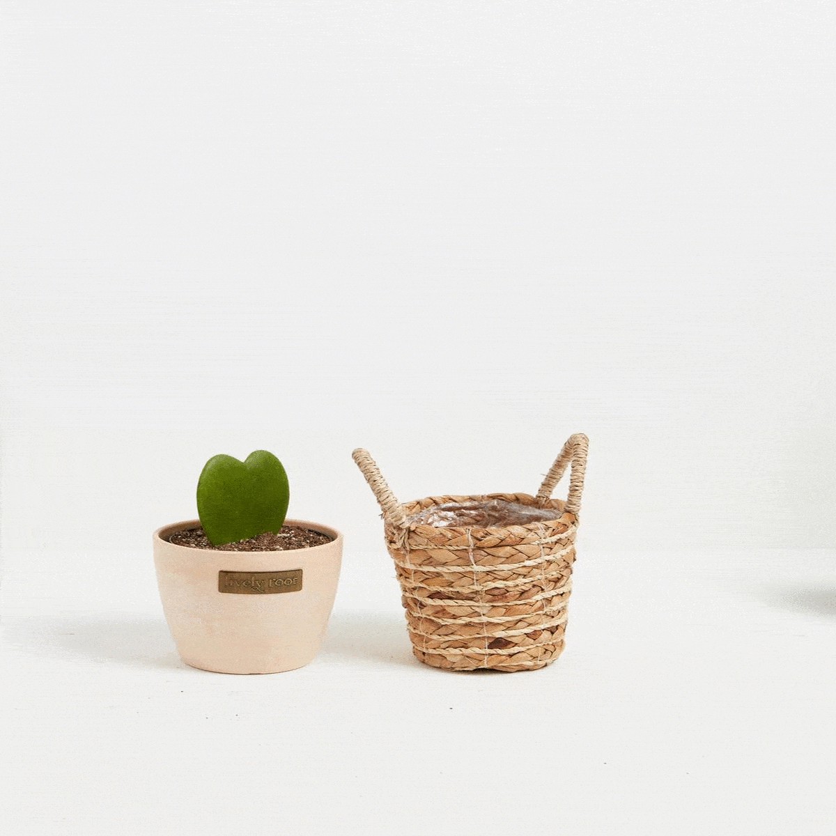 Hoya Heart Plant SmallBasketsLight