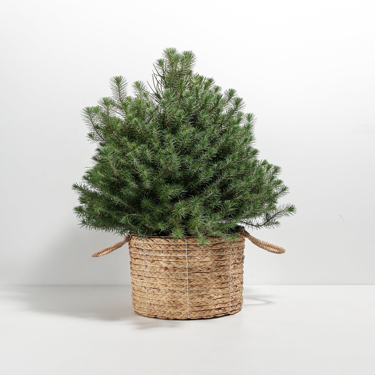 Italian Stone Pine (Pinus Pinea) SmallEcoPotChai