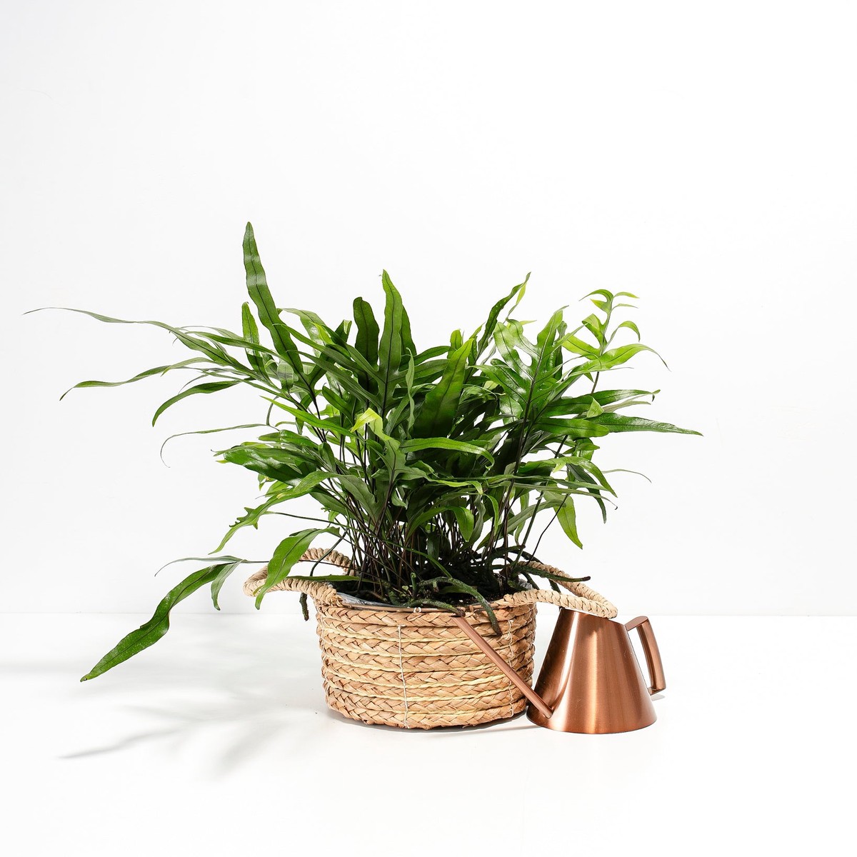 Kangaroo Fern MediumBasketsLight