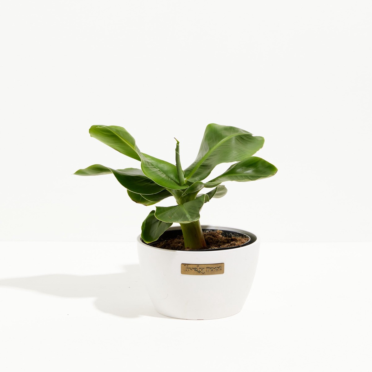 Little Prince Dwarf Green Banana Tree MediumEcoPotMacadamia