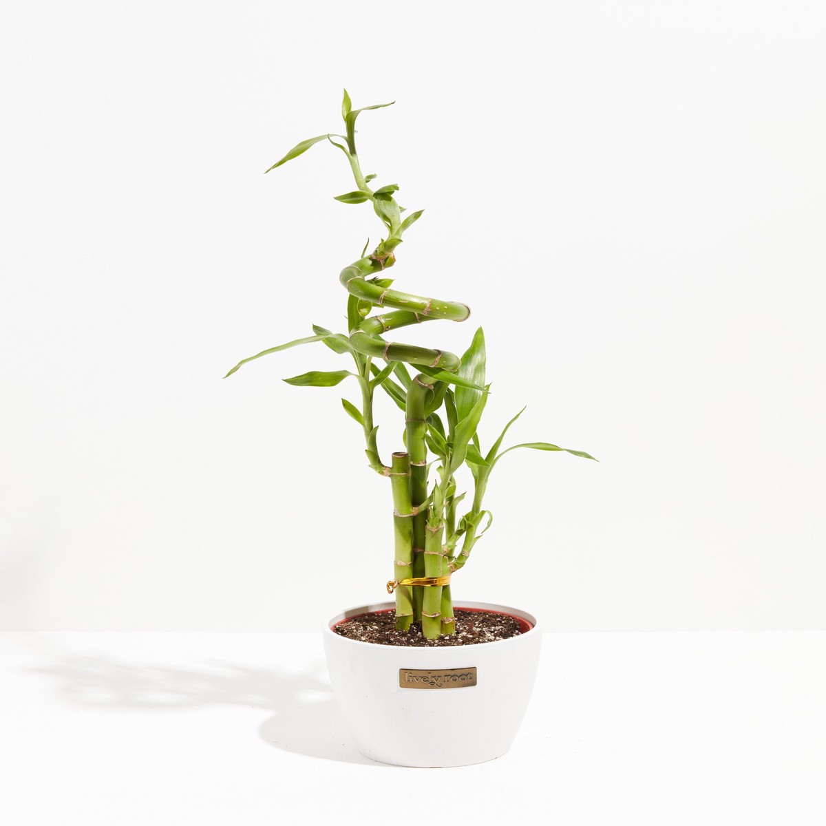 Lucky Bamboo SmallEcoPotChai