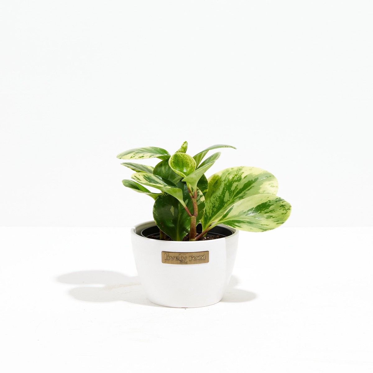 Marble Peperomia SmallEcoPotMacadamia