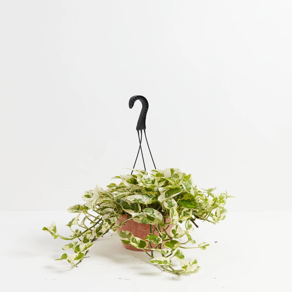 Pearls And Jade Pothos MediumEcoPotMacadamia