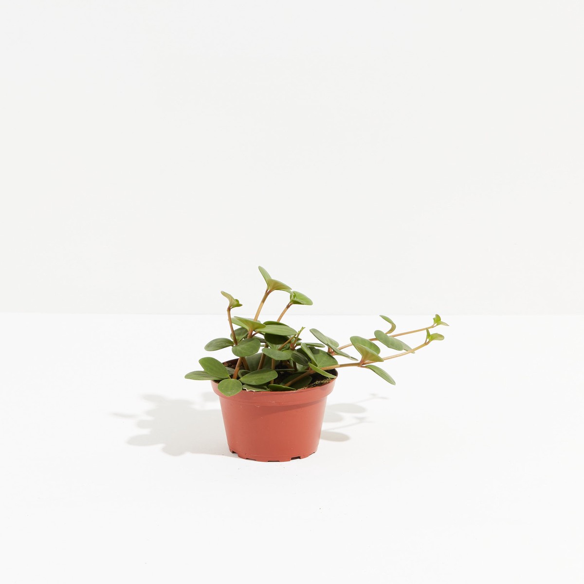 Peperomia Hope SmallGrowerVaries